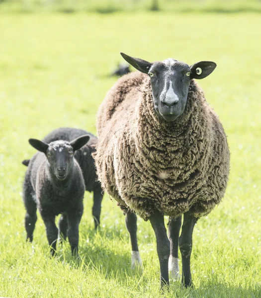 Ovelhas fêmeas protegendo seus cordeiros — Fotografia de Stock