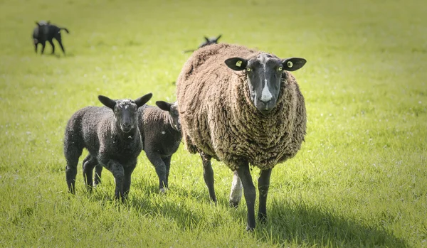 Sheep on a farm — Stock Photo, Image