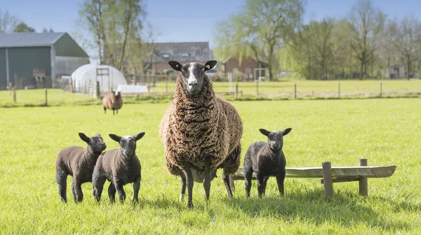 Sheep on a farm — Stock Photo, Image