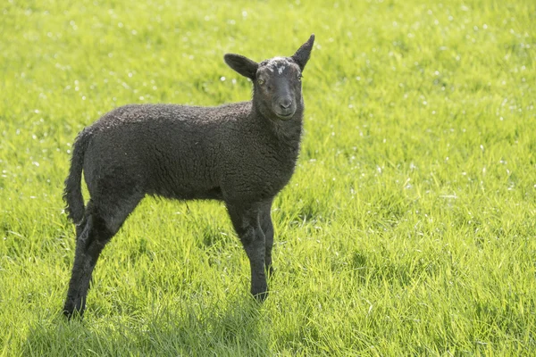 Agnello nero in un prato — Foto Stock