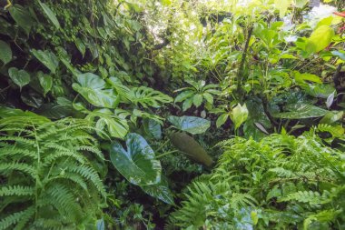 tropik yağmur ormanı