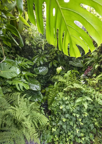 Tropical rain forest — Stock Photo, Image