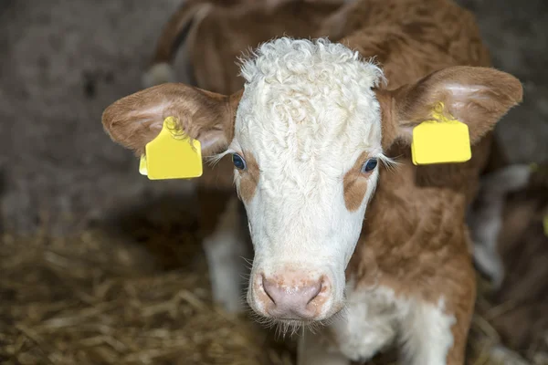 Calf in a stable — Stock Photo, Image