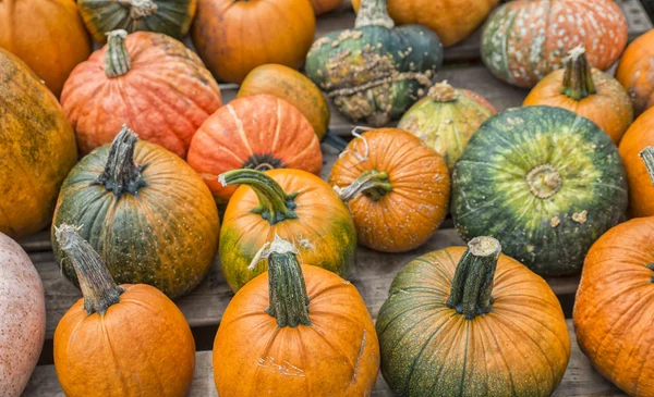 Calabazas surtidas —  Fotos de Stock