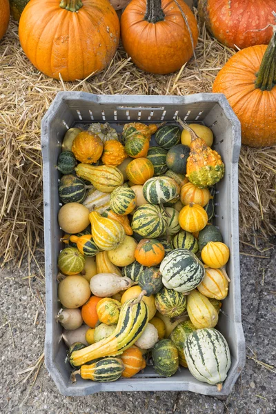 Calabazas surtidas —  Fotos de Stock