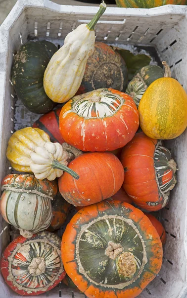 Calabazas surtidas —  Fotos de Stock