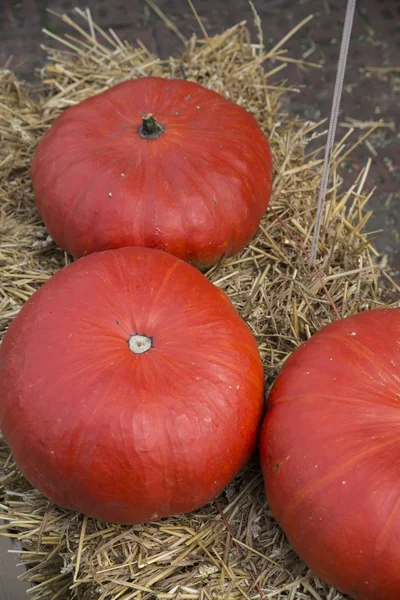 Assorted pumpkins — Stock Photo, Image