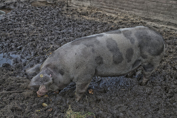 Свинья в грязи

