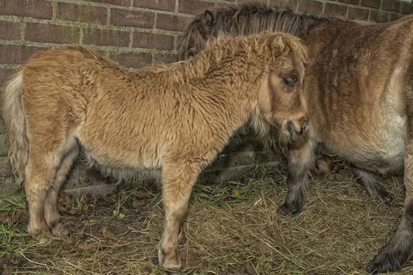 Horse and foal — Stock Photo, Image