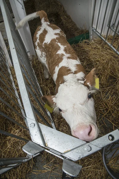 Calf in a box — Stock Photo, Image