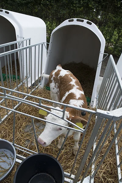 Calf in a box — Stock Photo, Image