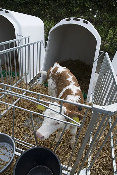Kalv i en låda — Stockfoto