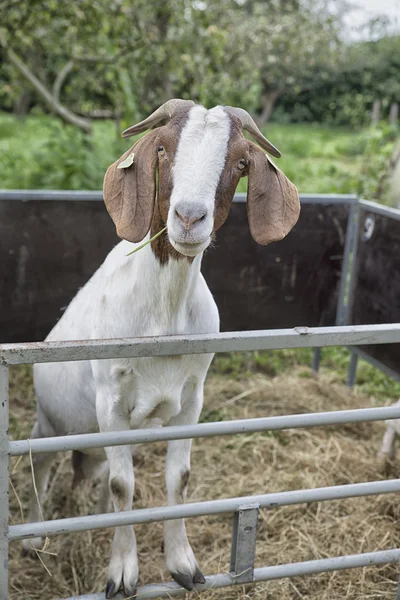 Cabra em uma fazenda — Fotografia de Stock