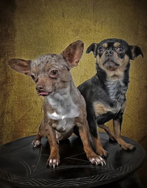 Dois cães pose — Fotografia de Stock