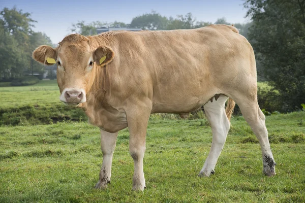 牧草地の牛 — ストック写真