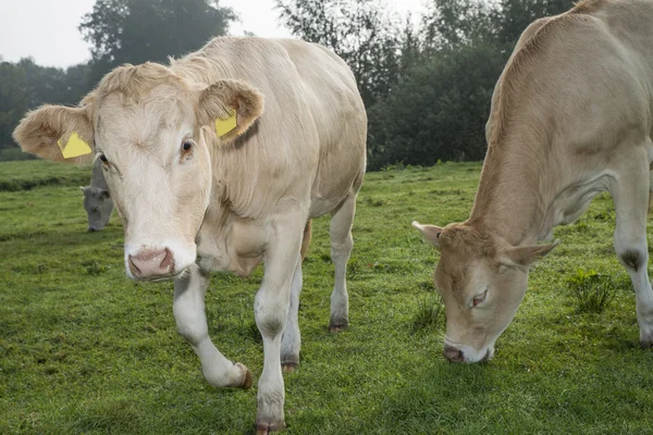 Koe in een weiland — Stockfoto