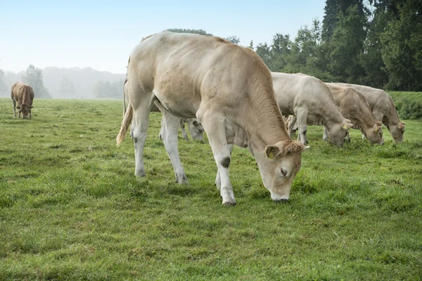 Koe in een weiland — Stockfoto