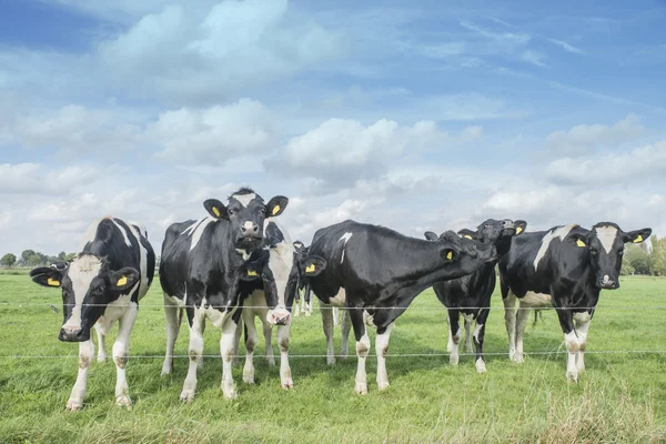 Koe in een weiland — Stockfoto