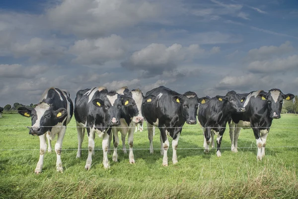 Koe in een weiland — Stockfoto