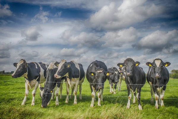 Vaca en un prado — Foto de Stock