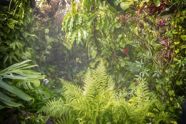 Orman ormanda yağmur