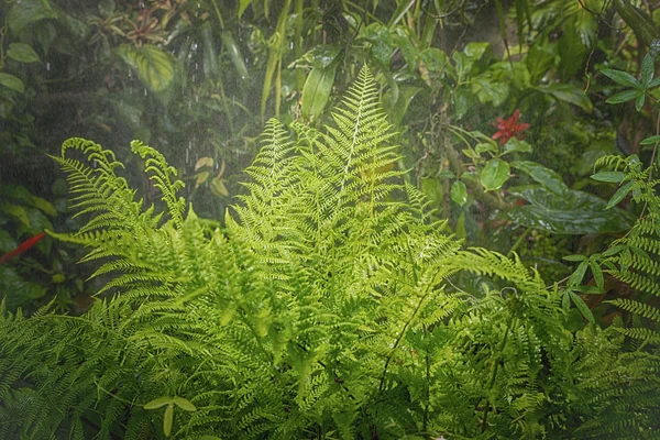 Rain in forest jungle — Stock Photo, Image