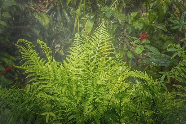 rain in forest jungle