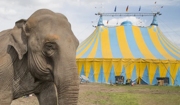 Słoń poza cyrk — Zdjęcie stockowe