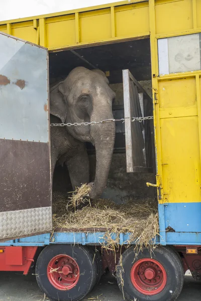 Bir karavanda fil — Stok fotoğraf