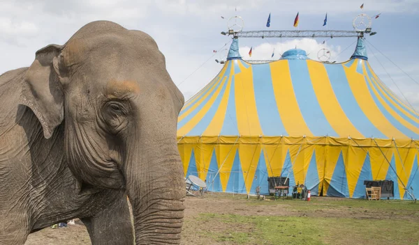 Elefant außerhalb des Zirkus lizenzfreie Stockbilder