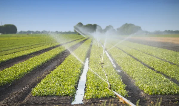 Watering crops — Stock Photo, Image