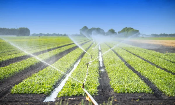 Watering crops — Stock Photo, Image