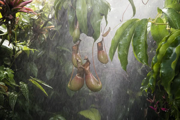 Schlauchpflanze im tropischen Regenwald — Stockfoto