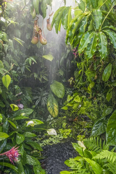 tropik yağmur ormanı