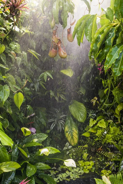 Tropical rain forest — Stock Photo, Image