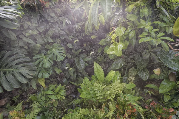 Orman ormanda yağmur