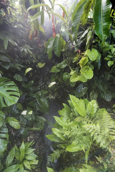 Дождь в лесных джунглях — стоковое фото