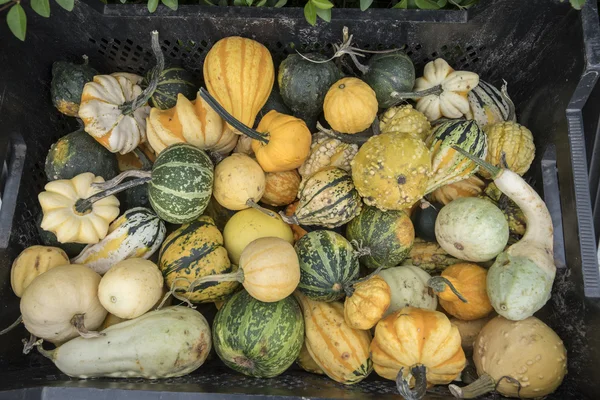 Calabazas y calabazas —  Fotos de Stock