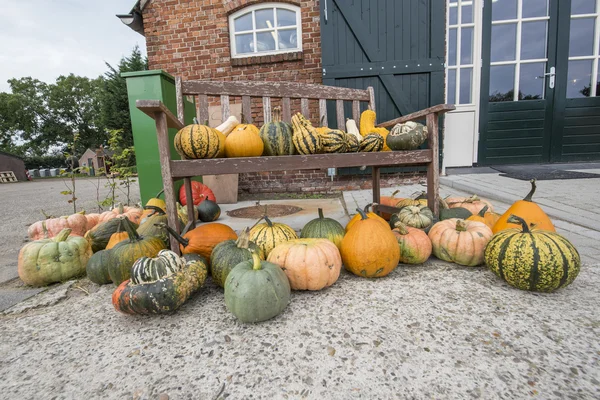 Squash ve kabaklar — Stok fotoğraf