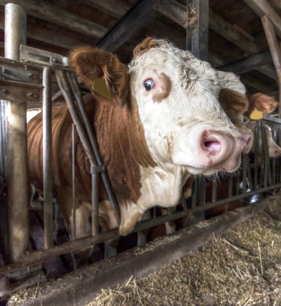 Bulls in a stable — стоковое фото