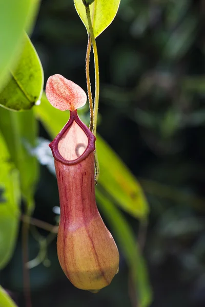 Pitcher plant Stock Picture