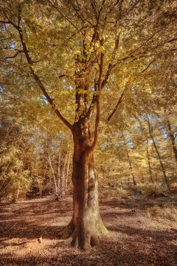 sonbahar orman arka plan