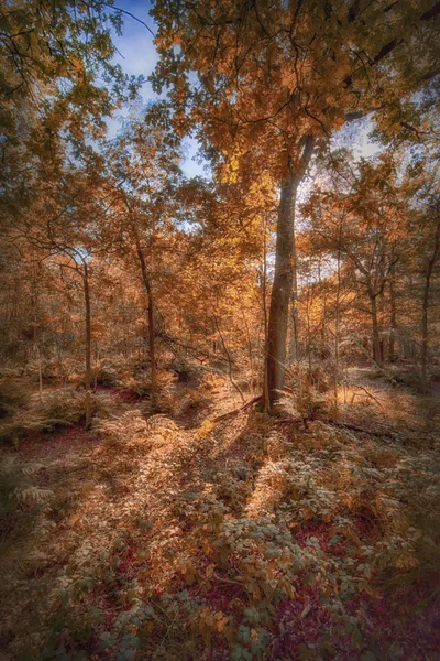 Autumn forest background — Stock Photo, Image
