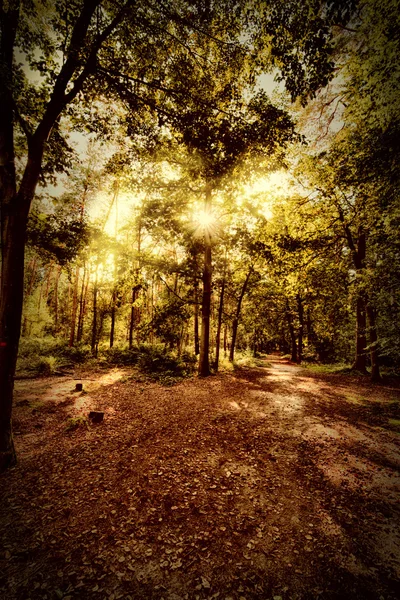 Outono floresta fundo — Fotografia de Stock