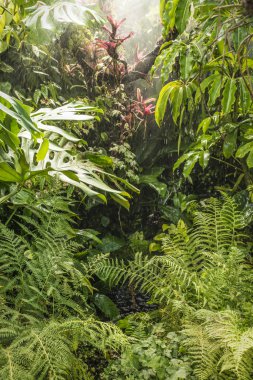 tropik yağmur ormanı detay
