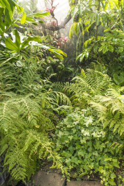 nemli yağmur ormanı