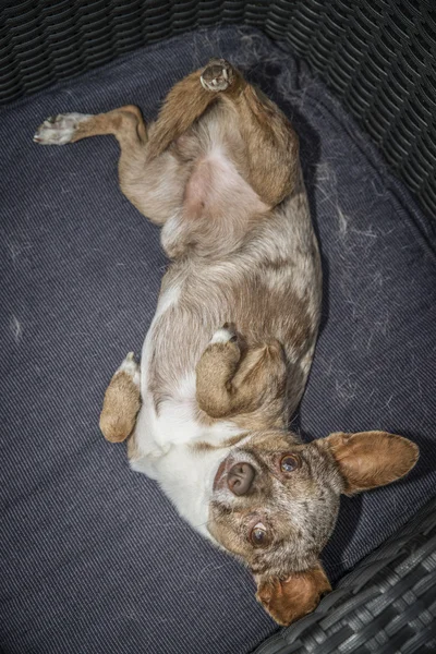 Small dog lying on his back — Stock Photo, Image