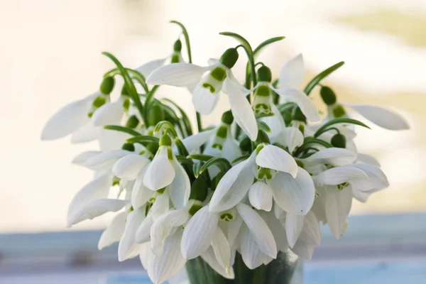 Lovely snowdrop flowers soft focus — Stock Photo, Image