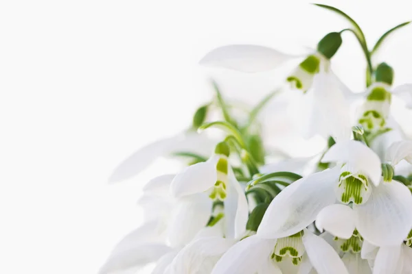 Lovely snowdrop flowers soft focus — Stock Photo, Image