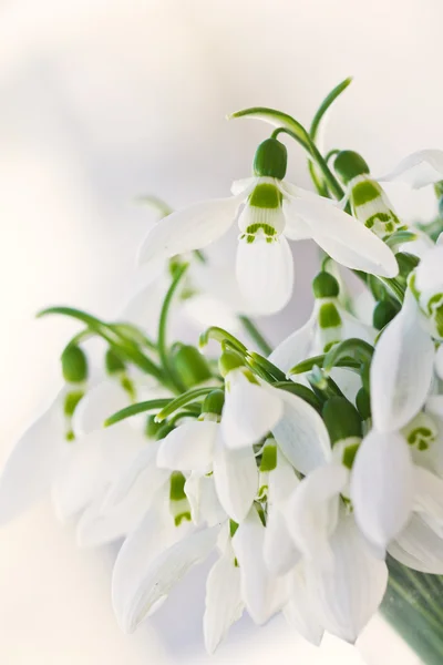 Preciosas flores nevadas enfoque suave —  Fotos de Stock